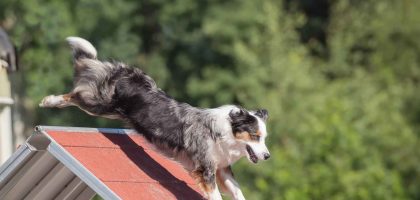 perro-pastor-australiano-escalando-curso-agilidad